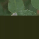 Ruža penjačica ne cvjeta: šta učiniti